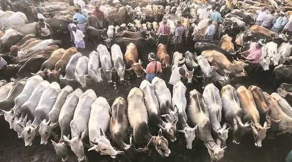 Is Cattle Trading Business Legal in India?