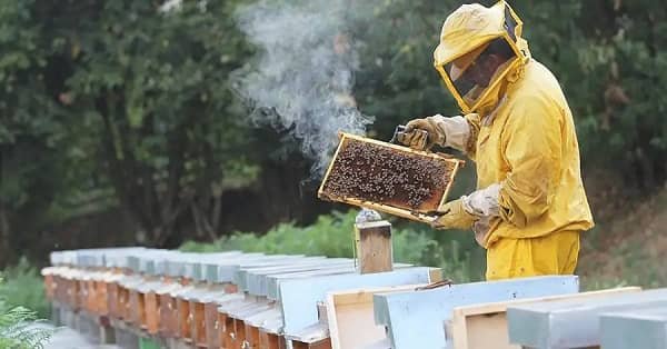 Is Honey Bee Farming Business Legal in India?