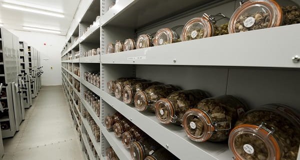 Is Seed Bank Business Legal in India?