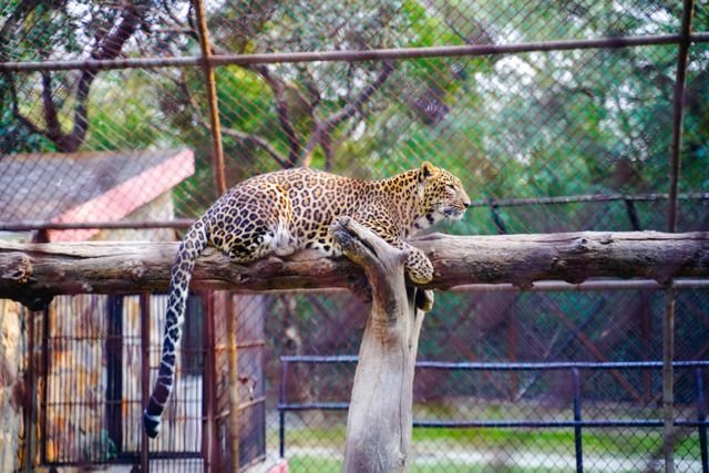 Is Wildlife Rescue Center Business Legal in India?
